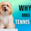 Why do Dogs Love Tennis Balls